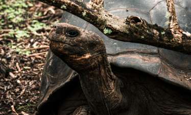Galapagos Land Tour 4 Days 3 Nights 1 Island